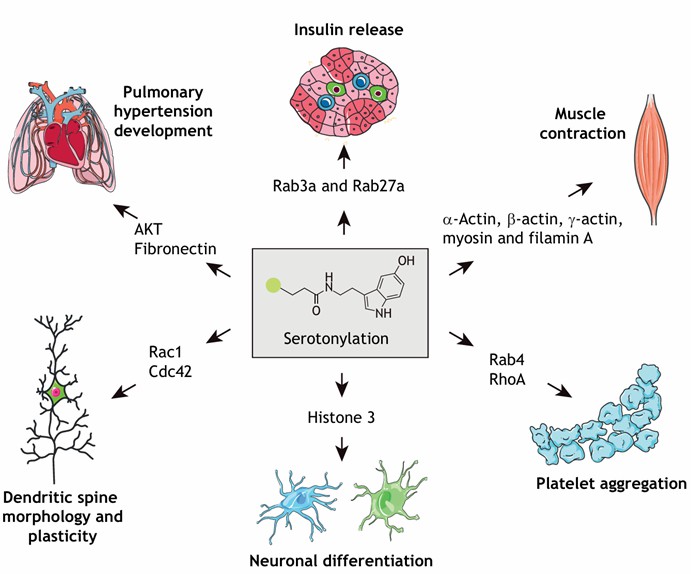 Advancements in Protein lipidation Research